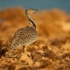 Drop hrivnaty - Chlamydotis undulata - Houbara Bustard o2937